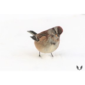 A sparrow standing in snow